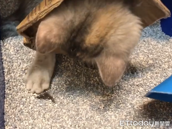 ▲在貓砂裡面挖自己尾巴的小貓Mumu。（圖／Instagram帳號「mumu_dailylife」授權提供，下同。）