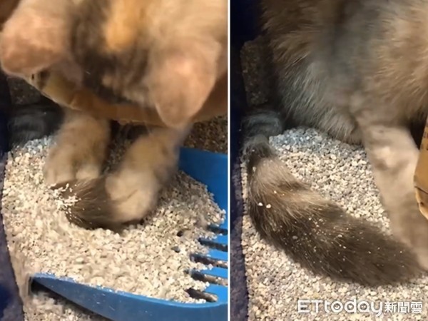 ▲在貓砂裡面挖自己尾巴的小貓Mumu。（圖／Instagram帳號「mumu_dailylife」授權提供，下同。）