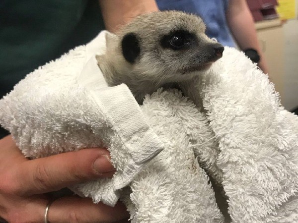 ▲▼澳洲動物園失竊的貓鼬寶寶，在警方緊急搜索3天後尋回。（圖／翻攝自WA Police臉書專頁）