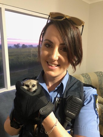 ▲▼澳洲動物園失竊的貓鼬寶寶，在警方緊急搜索3天後尋回。（圖／翻攝自WA Police臉書專頁）