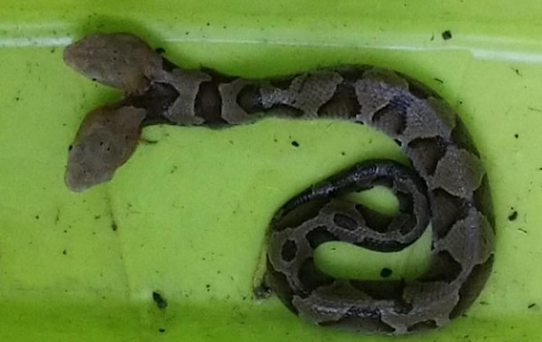 ▲▼在美國維吉尼亞州發現雙頭蛇。（圖／翻攝自Virginia Wildlife Management and Control臉書專頁