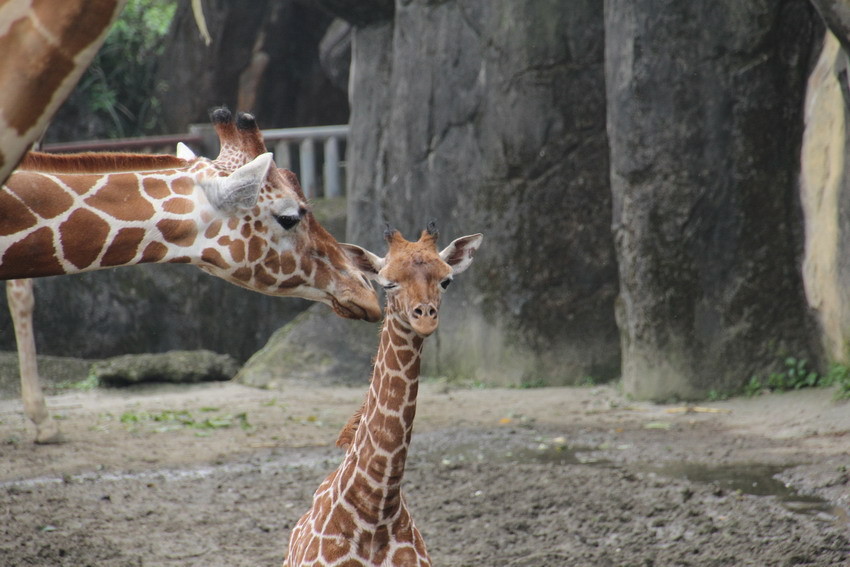 ▲長頸鹿宵順和姐姐麒麟妹。（圖／台北市立動物園）