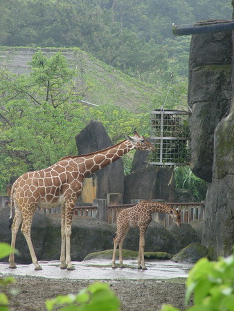 ▲長頸鹿宵順和姐姐麒麟妹。（圖／台北市立動物園）