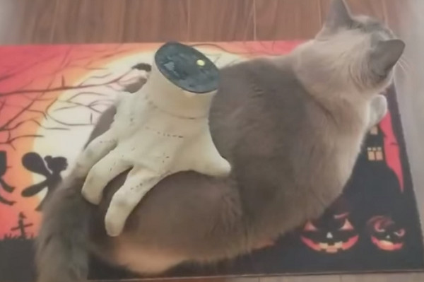 ▲萬聖節嚇人道具，反變成主子抓屁屁幫手。（圖／翻攝自粉絲專頁「LADbible」）