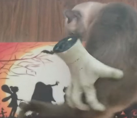 ▲萬聖節嚇人道具，反變成主子抓屁屁幫手。（圖／翻攝自粉絲專頁「LADbible」）