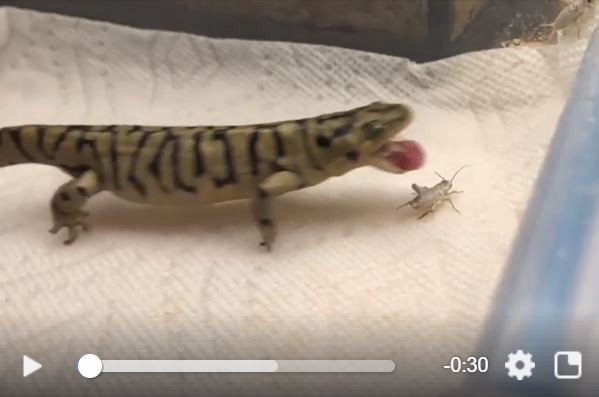 ▲虎斑蠑螈大嘴獵蟋蟀　「猛撲5次落空」變萌萌饋頭&hellip;笑翻萬人。（圖／翻攝自Facebook／Amanda Sargent）