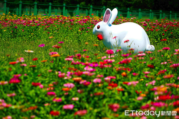 ▲台北花海,向日葵,百日花,河濱。（圖／台北市政府工務局提供）