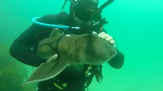 ▲▼▲澳洲男子和鯊魚建立了7年的友誼，碰面時還會給牠抱抱。（翻攝自／YouTube）