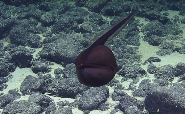 ▲▼ 美國獨立深海研究船「鸚鵡螺號」（EV Nautilus）近期發現了一隻吞鰻。（圖／OET/NautilusLive.org授權提供） 