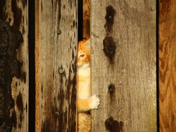 主人是嫌犯！刑警敲門無人應...貓室友趕來開門　網：請求證人保護（圖／pixabay）