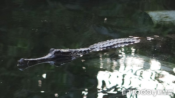 馬來長吻鱷。（圖／台北市立動物園提供）