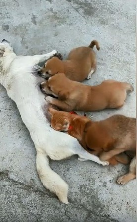 胡麻汪搶喝奶，網笑翻「有偷渡客」。（圖／翻攝自抖音APP用戶「1230726360」）