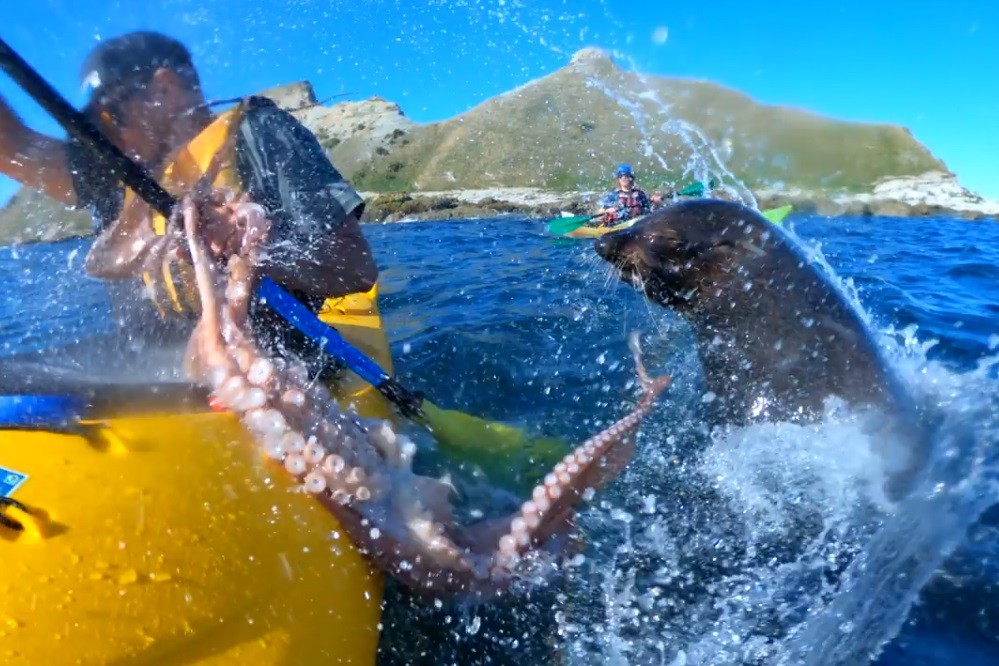 ▲▼紐西蘭男划獨木舟，被海豹拿章魚打臉。（圖／翻攝自IG／barekiwi）