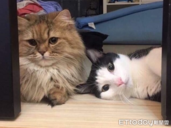 ▲▼ 賓士曼赤肯阿迪舉單手伸懶腰。（圖／Instagram帳號「ininmhm」授權，請勿隨意翻拍，以免侵權，下同。）