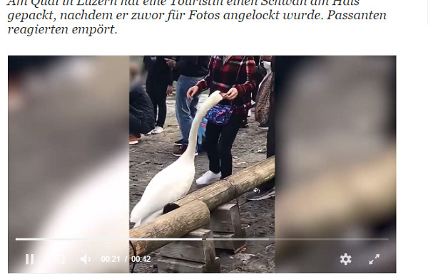 ▲遊客在瑞士粗暴對待天鵝。（圖／翻攝自《20 Minuten》）