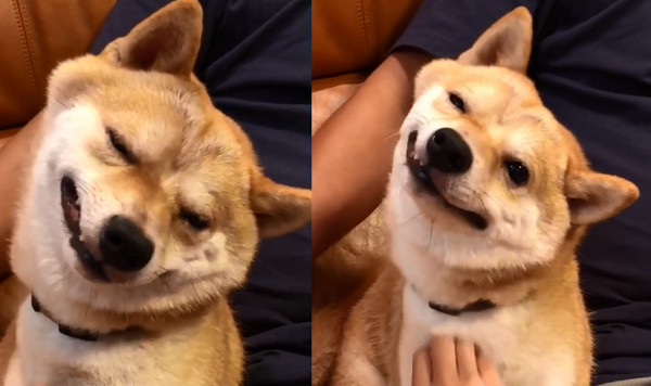 搔胸毛好讚 豆柴 歪嘴顫抖 舒服到瞇眼萬名網友笑翻重播 Ettoday寵物雲 Ettoday新聞雲