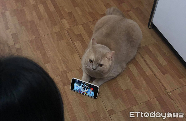 ▲主子被當成手機架。（圖／網友&lrm;Sasa Chan&lrm; 提供）