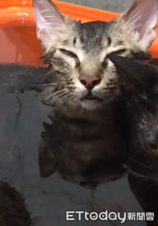 ▲貓咪們在桶子裡泡澡。（圖／粉絲專頁「山姆爺爺的咪咪」提供，請勿隨意翻攝）