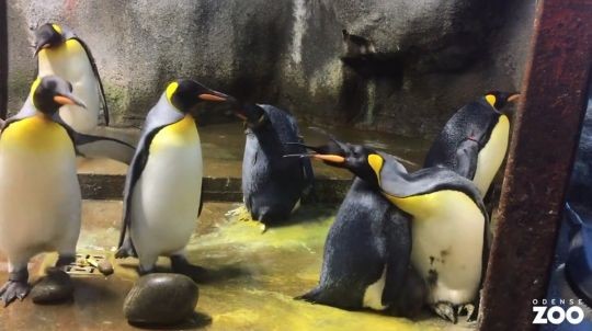 （圖／翻攝自Facebook／Odense Zoo）