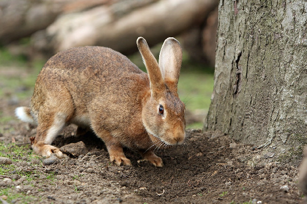 ▲兔兔不斷挖土想救受困貓咪。示意圖，非當事兔子（圖／取自免費圖庫Pixabay）