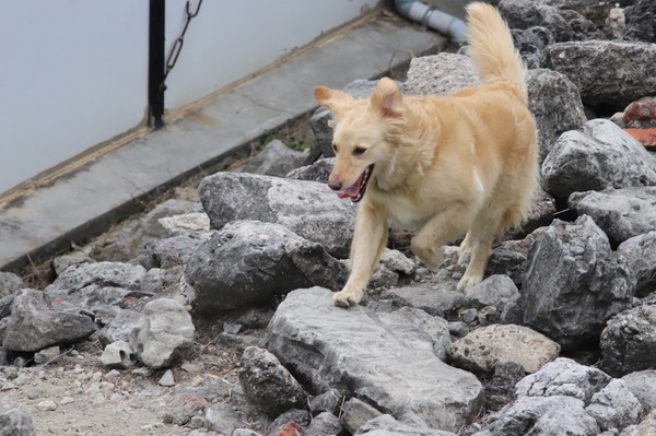 搜救犬票選活動。（圖／翻攝自107年全國消防暨義勇消防人員競技大賽網站）