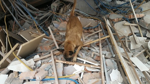 搜救犬票選活動。（圖／翻攝自107年全國消防暨義勇消防人員競技大賽網站）