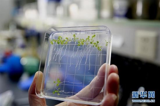 2年前隨著天宮二號「空間實驗室」一同升空的水稻及擬南芥順利開花結果，完成中國第一次在太空「從種子到種子」全過程的空間植物培養實驗。（圖／翻攝自新華網）