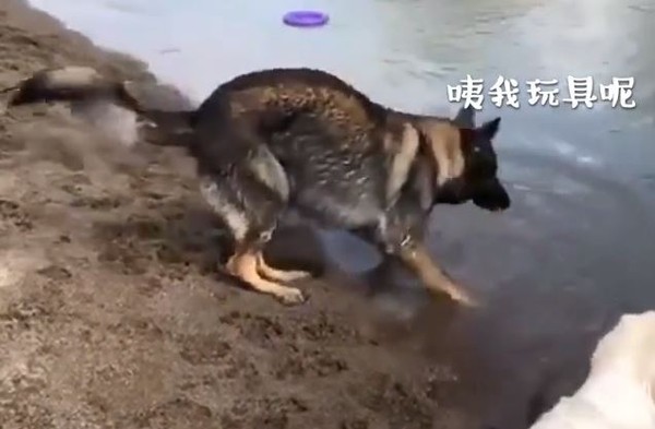 心動！狼犬「被妹電到」張嘴定格。（圖／翻攝自《梨視頻》）