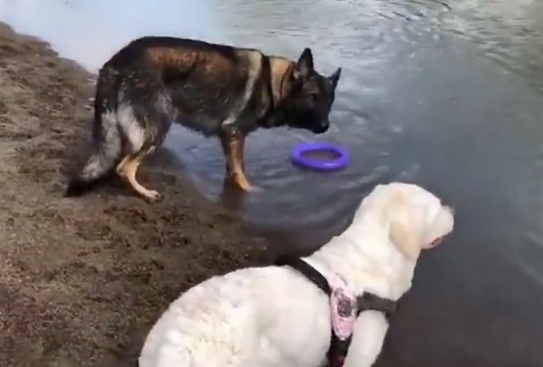 心動！狼犬「被妹電到」張嘴定格。（圖／翻攝自《梨視頻》）