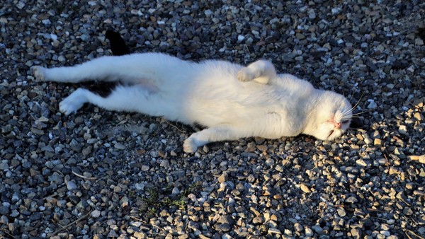 ▲▼貓咪、懶惰示意圖。（圖／取自免費圖庫pixabay）