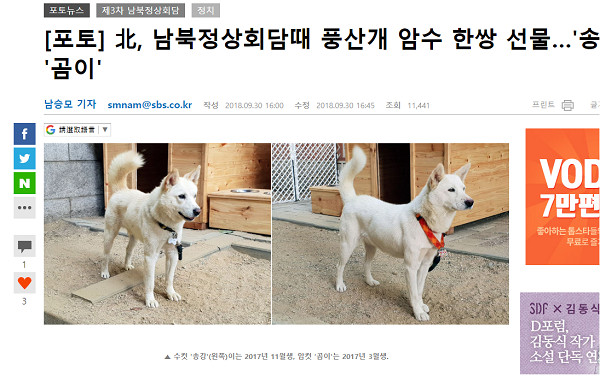 ▲北韓領導人金正恩送國犬給南韓總統文在寅。（圖／翻攝自韓媒《SBS NEWS》）
