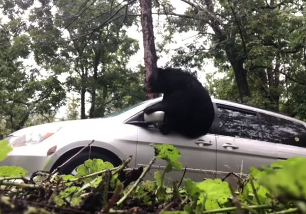 大黑熊捏碎車窗爬出，美夫婦嚇跑。（圖／翻攝自YouTube／Lissen Craggon）