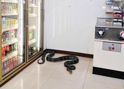 泰国「2公尺大黑蟒」窝超商 店长看了也傻眼:怎进来的?