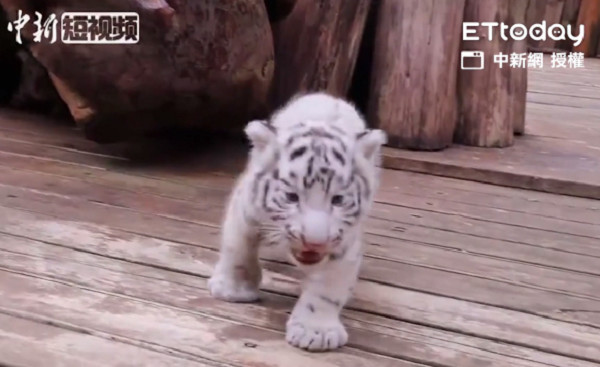 ▲雲南野生動物園3胞胎白虎亮相。（圖／中國新聞網授權）
