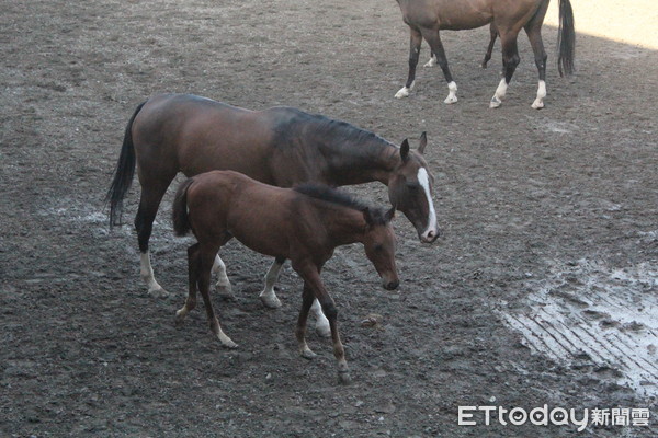 ▲▼新疆,汗血寶馬。（圖／記者鄭宇軒攝）