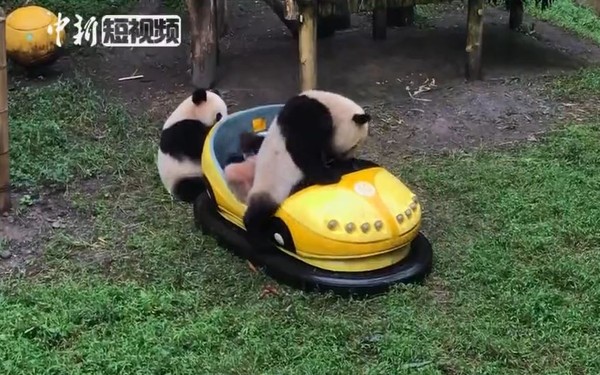 ▲舊物變新寵！重慶熊貓寶寶開碰碰車　握方向盤變「老司機」（圖／翻攝自中國新聞網）