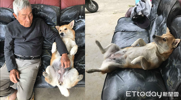 ▲▼老鼠跑進儲藏室「汪守夜一整晚」　阿公摸頭讚：比養貓還有用。（圖／網友張沛蕎授權提供）