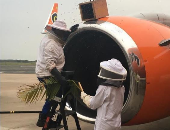 ▲捕蜂人小心用棕櫚葉將蜜蜂從飛機上取下。（圖／翻攝自芒果航空twitter）