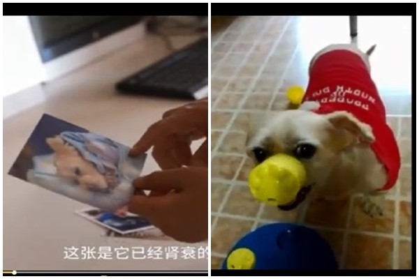 ▲▼上海浦東女收養流浪狗，要複製愛犬             。（圖／翻攝自梨視頻）