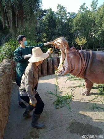 ▲男遊客餵河馬吞食塑膠袋、紙盒。（圖／翻攝自南昌動物園）