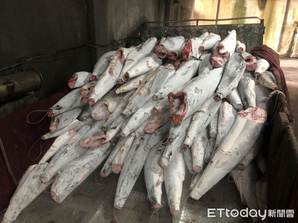 ▲漁業署執行卸魚檢查查獲大量禁捕黑鯊。（圖／漁業署提供）