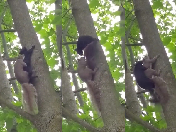 ▲▼ 網友拍下2隻松鼠在樹幹上辦事。（圖／翻攝自YouTube／Aleksandr Onatcko）
