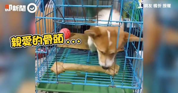 ▲怎麼辦出不去！小柯基捨棄「大骨頭」哀怨離去：等等再來找你。（圖／翻攝自即新聞）