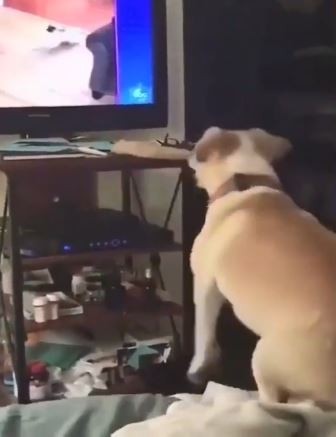 傻汪想跳進電視，連跳5次傻眼了。（圖／翻攝自《梨視頻》，下同）