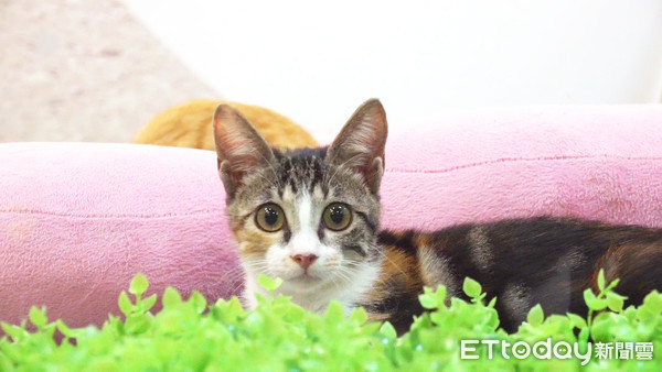 ▲▼寵物展。（圖／記者莊喬迪攝）