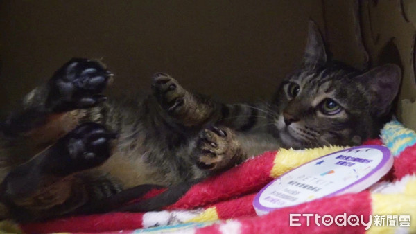 ▲▼寵物展。（圖／記者莊喬迪攝）