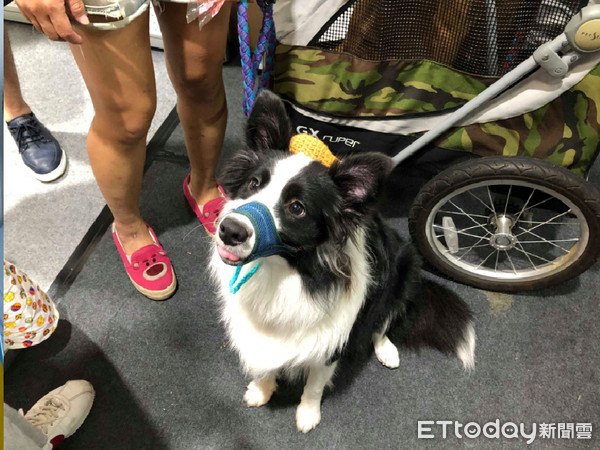 ▲2018展昭寵物展,寵物展,貓咪咖啡廳。（圖／記者林韋辰攝）