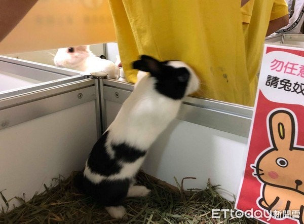 ▲2018展昭寵物展,寵物展,貓咪咖啡廳。（圖／記者林韋辰攝）