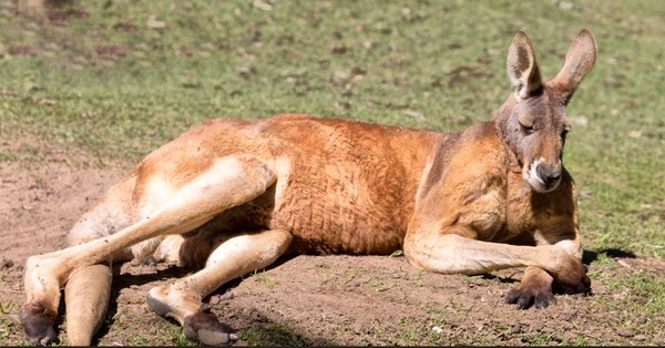 ▲大陸近期吹起一陣狂掃「袋鼠精」風潮。（示意圖／達志影像）