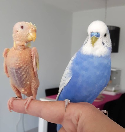 （圖／翻攝自Instagram／featherless_budgie_coco）